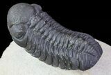 Austerops Trilobite - Ofaten, Morocco #67891-4
